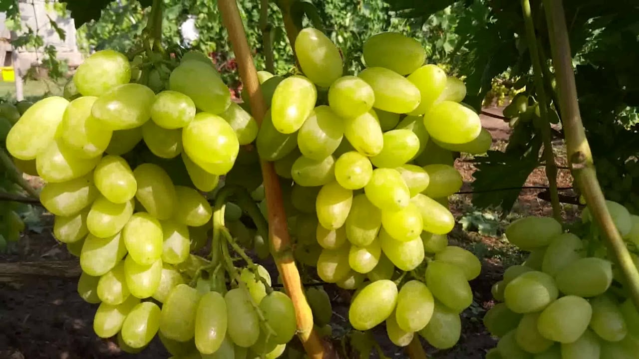 Сиалис и Сиалис дженерик инструкция, аналоги, цена, купить в.