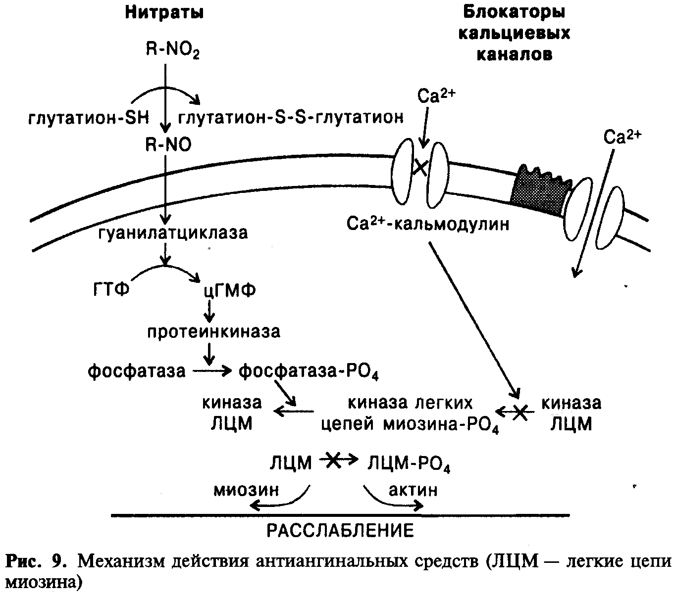 Сиалис инструкция по применению, цена, отзывы и аналоги
