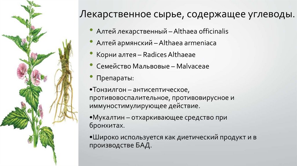 Растительные препараты повышающие потенцию — Реновация