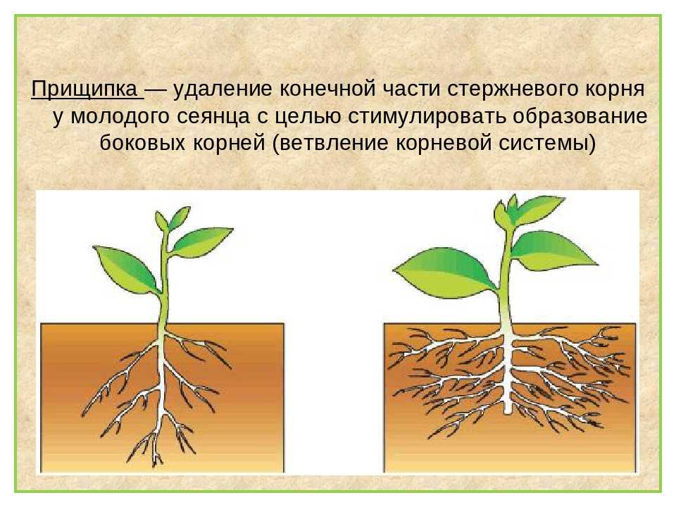 Как Виагра влияет на женщин - Здоровье 24