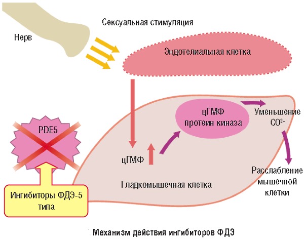 Вилдегра - инструкция по применению, показания, дозы