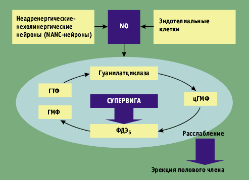 Цена, доставка и отзывы, Зидена инструкция.