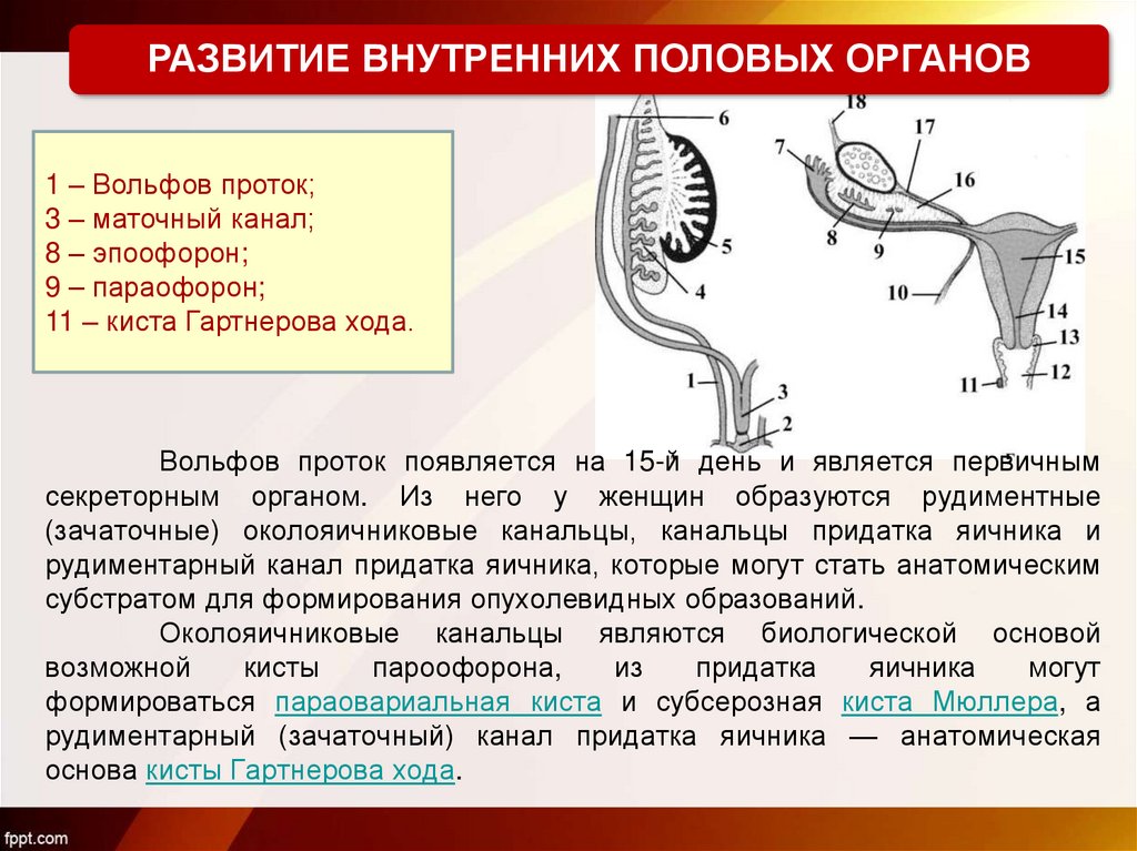 Как продлить половой акт — 25 проверенных способов