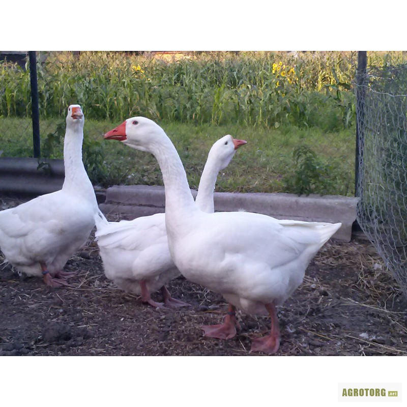 Купить дженерик в Украине и Киеве, цена в аптеке MEDKO
