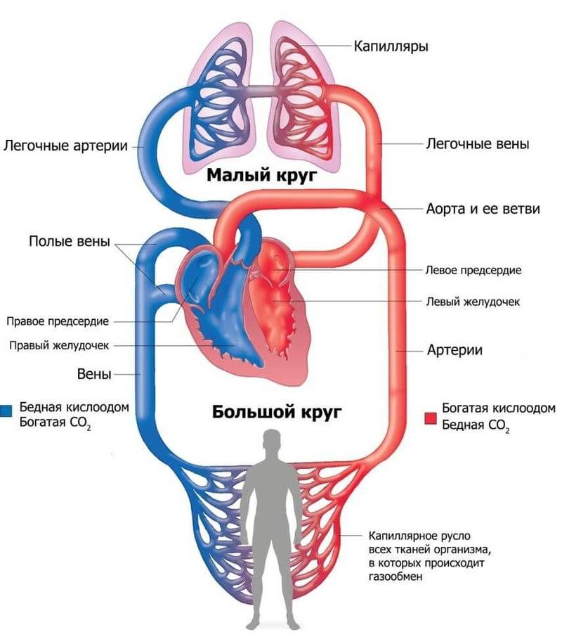 Как улучшить кровообращение в малом тазу советы врачей
