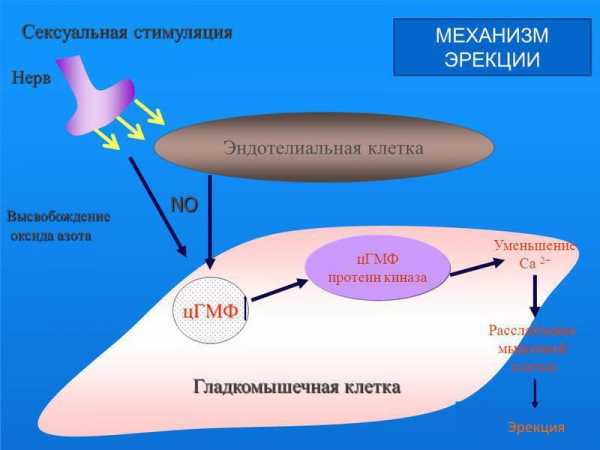 Таблетки для мужской потенции недорогие и эффективные