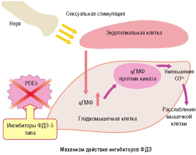 ТАДАЛАФИЛ-АЛИУМ — инструкция по применению, дозы, побочные.