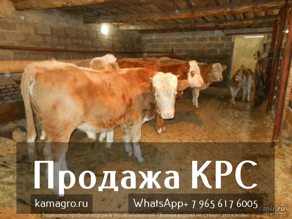 Куплю виагру в алагире amowiumy